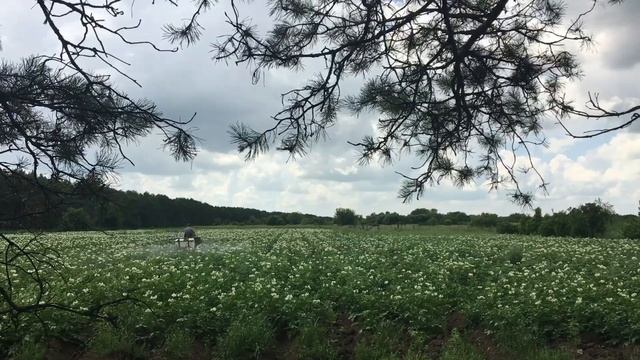 Опрыскивания картофеля от фитофторы и сорняков!!! смотреть онлайн