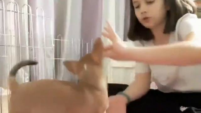 какие команды умеет Олли??? / собака паркурист???!!!???? смотреть онлайн