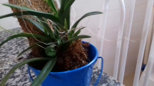 Orquídea Ionopsis Paniculata