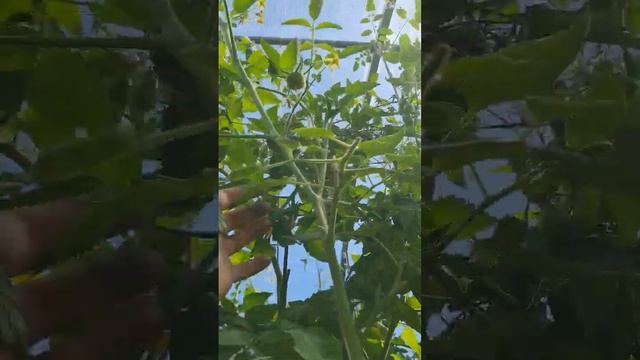 Томат Розовый Марманде от Семко смотреть онлайн