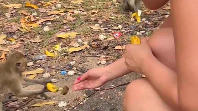 Пхукет, Рафтинг+ Катание на Слонах+Полет над Джунглями+ Квадроциклах смотреть онлайн