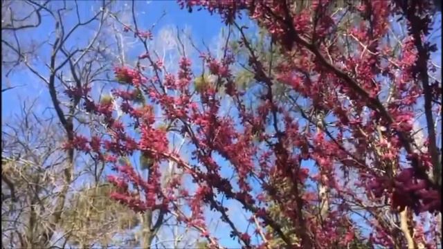 Погода и природа Архипо-Осиповки 11 апреля / Видео от Оли / Санаторий 