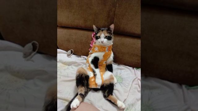 Я — Им-сама (2/?) | альтернативный сюжет | Ван Пис смотреть онлайн