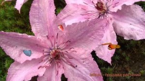 Клематис крупноцветковый Хегли Хайбридь ? обзор: как сажать, саженцы клематиса Хегли Хайбридь