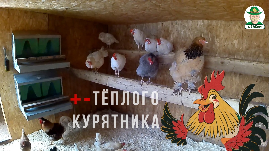 ТЁПЛЫЙ КУРЯТНИК. Плюсы и минусы смотреть онлайн