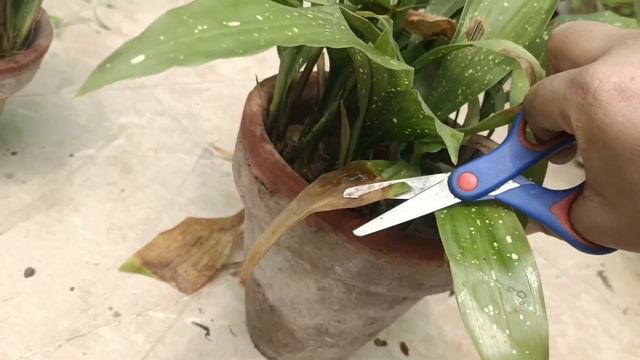 aspidistra | cast iron plant |milky way care propagation // Grow green 445 смотреть онлайн