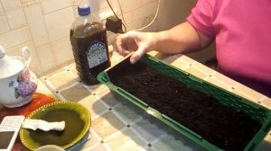 Как Вырастить ГИГАНТСКИЙ ЛУК ПОРЕЙ. Посев Семян Лука Порея на Рассаду