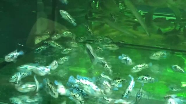 Cichlasoma "Blue Dempsey" смотреть онлайн