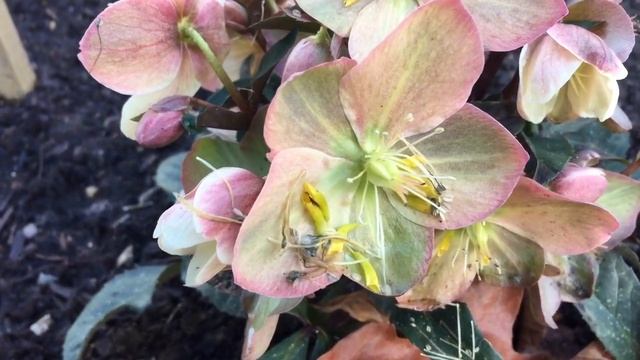 Helleborus Camelot Flowers Blooming in Winter #helleborus #camelot #worldgardeners смотреть онлайн