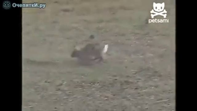 Змея против кролика.mp4 смотреть онлайн