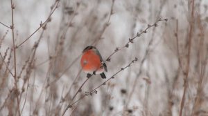 Снегири зимой. Что едят снегири зимой. Самец и самка снегиря