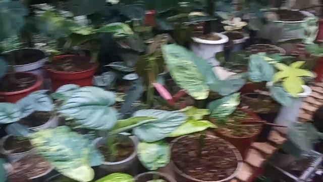 harga philodendron terbaru, homalomena var,flobe, janbol var dll смотреть онлайн