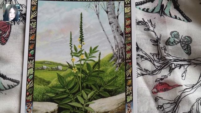 Druid Plant Oracle Deck Review смотреть онлайн