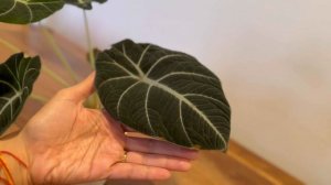 🌱🖤 Alocasia black velvet: the ultimate statement plant 🌱🖤