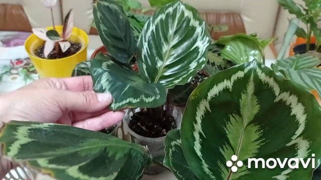 Комнатные цветы. Мои марантовые в июле. смотреть онлайн