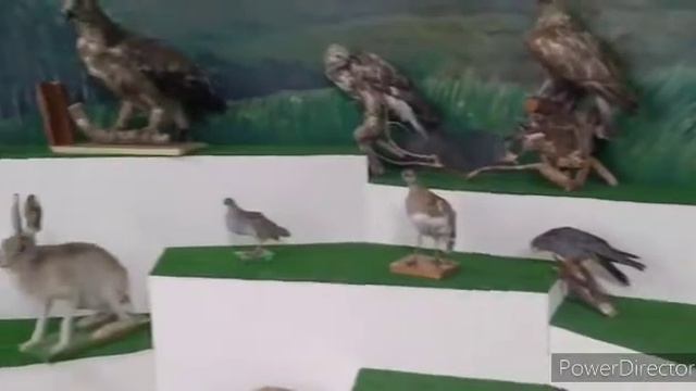 "В мире животных" лекция и выставка чучел птиц и животных нашего края, занесенных в Красную книгу смотреть онлайн