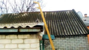 Курские голуби