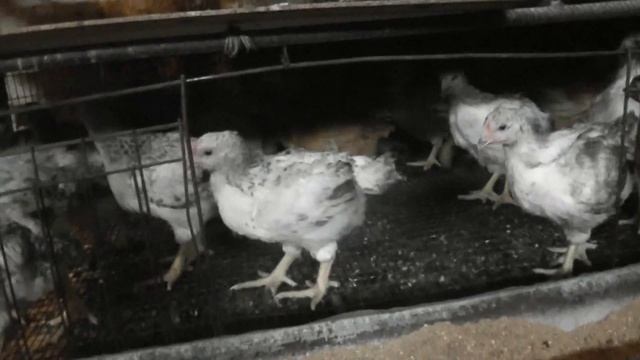 Куры кросса Мастер грей /Master Grey и Редбро /Redbro ( Цветной бройлер) смотреть онлайн