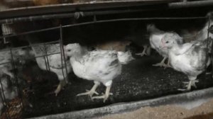 Куры кросса Мастер грей /Master Grey и Редбро /Redbro ( Цветной бройлер)