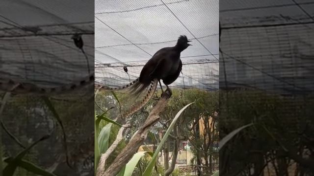 Лирохвост смотреть онлайн