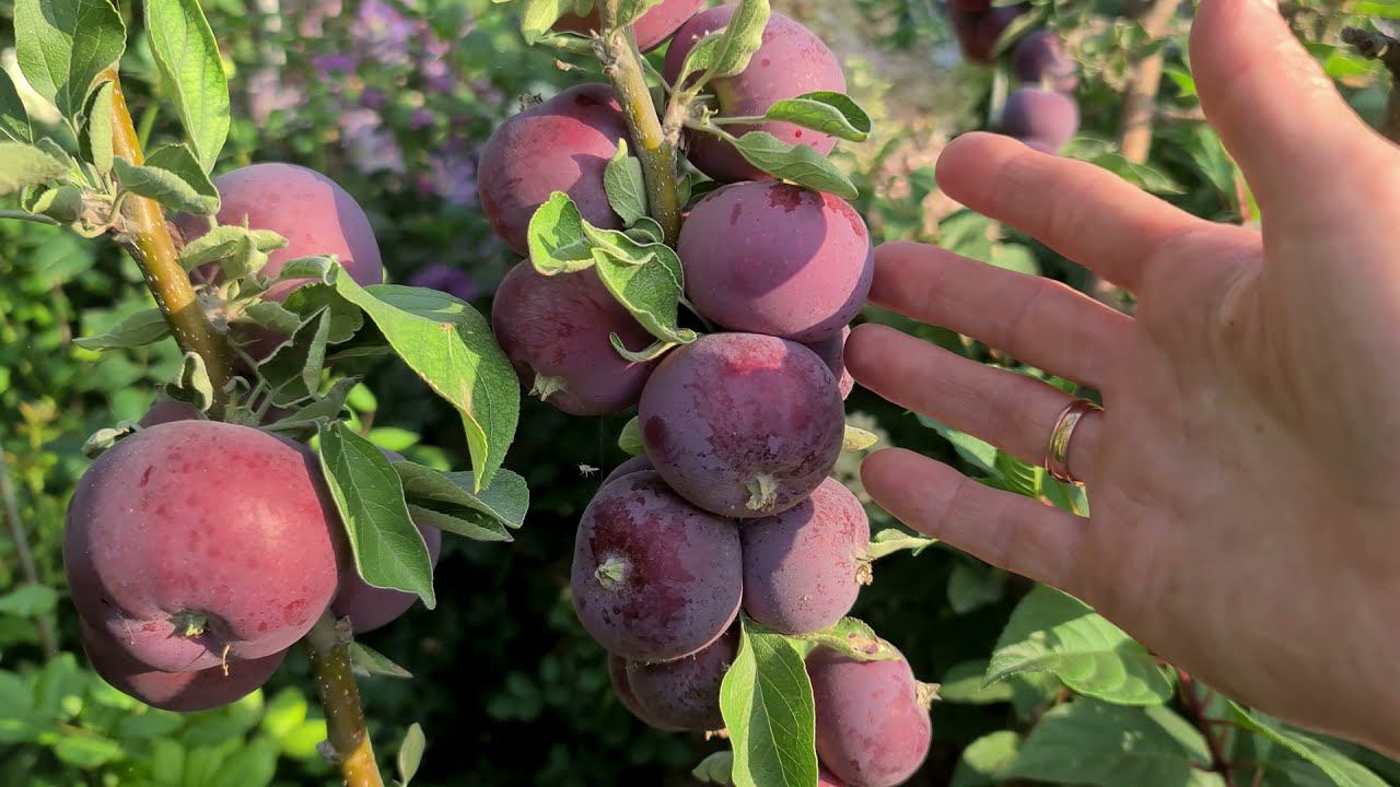 Старые ЯБЛОНИ. Обустройство сада. смотреть онлайн