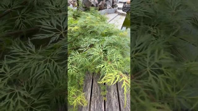 ACER PALMATUM “EMERALD LACE” ВЕСНОЙ #acer #клён #клен смотреть онлайн