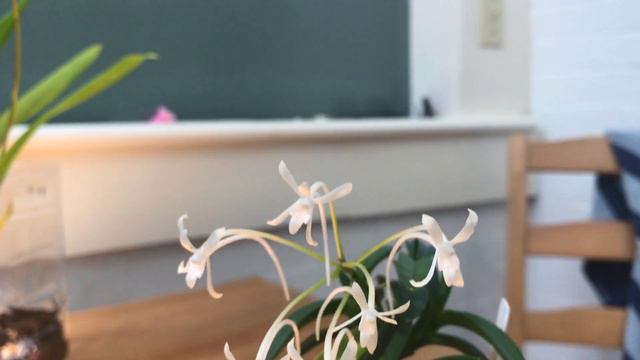 Mid July update: Neofinetia blooms