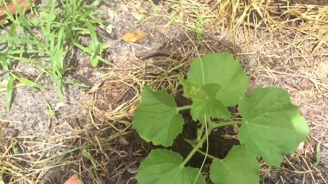 Marigolds And Chili Seedlings Growing In 4inch Pots