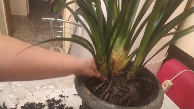 Кливия пересадка смотреть онлайн