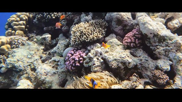 Tobia Arba * 7 Säulen Riff * Safaga - Soma Bay - Gopro Hero 10 - Egypt 2021 смотреть онлайн