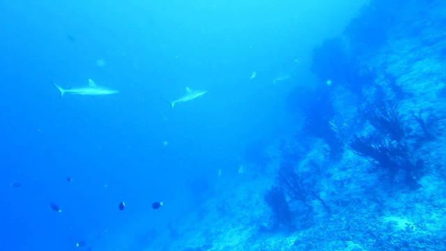 Maldives2021 familiy смотреть онлайн