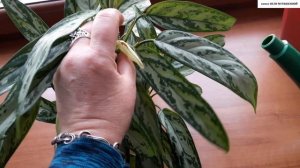 Цветение АГЛАОНЕМЫ. Зачем убирать цветки.