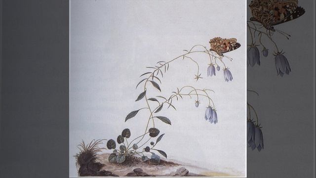 Dodecatheon смотреть онлайн