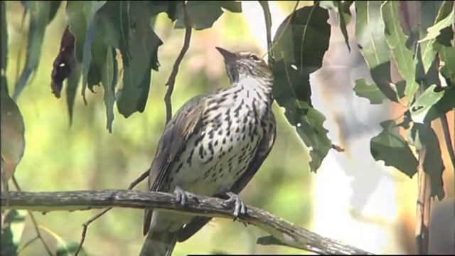 What bird is this #1. смотреть онлайн