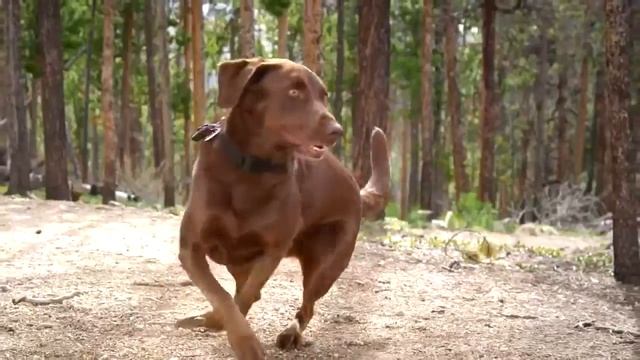 Корма Eukanuba Экануба