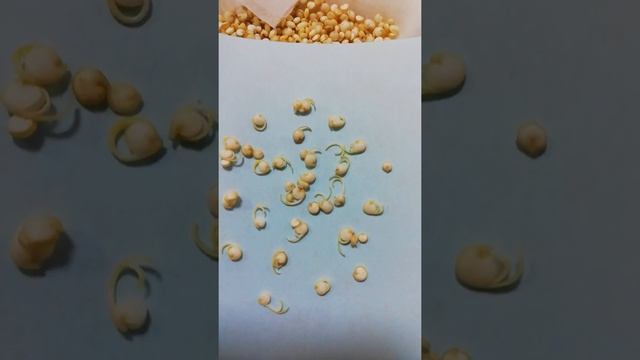 -50 кг. Решила прорастить киноа. Шаг 3. Собираю урожай. смотреть онлайн