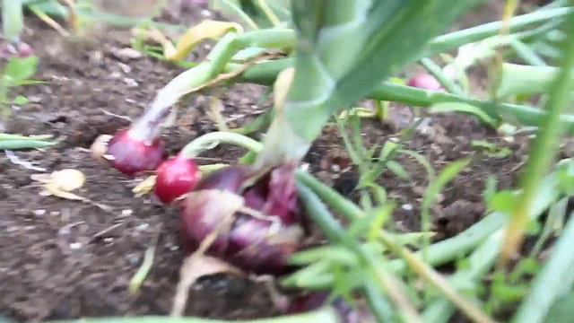 How to Grow RedWing Onions from seeds #growingonions #westcoastseeds смотреть онлайн