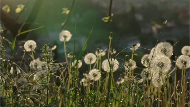 Legenda păpădiei, o poveste despre oameni si flori смотреть онлайн