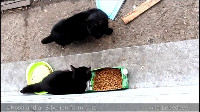 #4 Koshlandia‬, Siberian farm ‪cats‬, Гости, Женихи, Кот из Банки смотреть онлайн