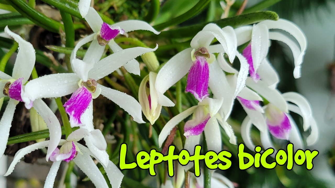 Leptotes Bicolor обильное цветение.