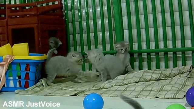 ASMR Трогательная история кошки АСМР смотреть онлайн