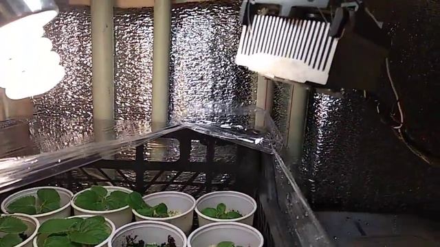 Павловния, выращивание из семян, Адамо дерево,Импера́торское де́рево (лат. Paulównia tomentósa) смотреть онлайн