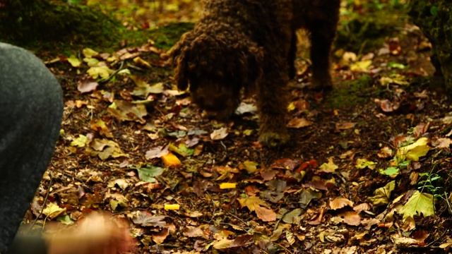 Epic Courgettes Recipe! - 4K Cooking Therapy