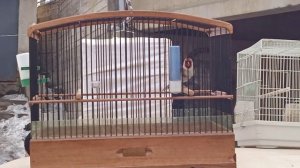 Седоголовый щегол Истаравшан (Ура-тюбе) Goldfinch of Istaravshan