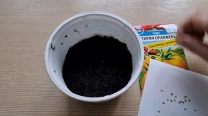 Любимый томат "Нектарин оранжевый". Семена на рассаду