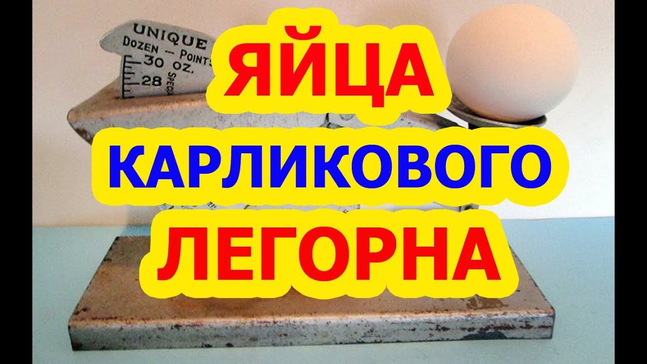 ОЧЕНЬ КРУПНЫЕ ЯЙЦА У МИНИ-ЛЕГГОРНОВ смотреть онлайн