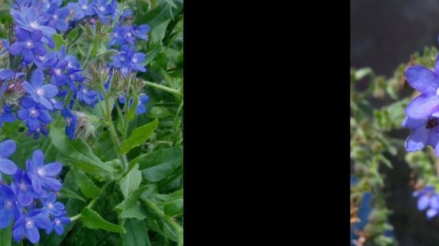 АНХУЗА,  или  ВОЛОВИК  /ANCHUSA( растения/plants)( HD Slide Show)!