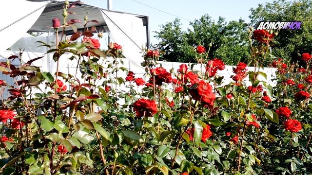 ПРОВЕРЕННОЕ СРЕДСТВО От Тли - Как Избавиться от Тли во Время Дождей смотреть онлайн