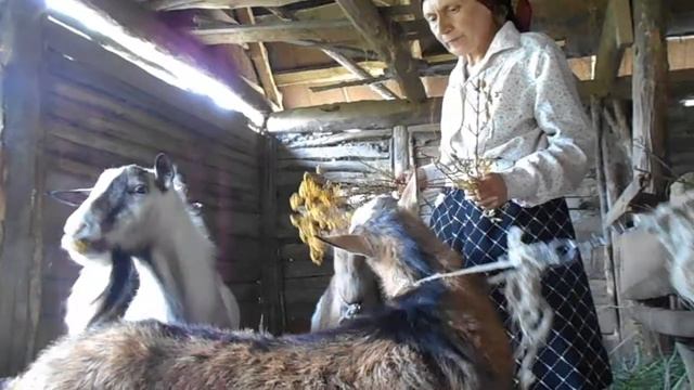 Козы в нашей жизни. Фильм 10. Сериал "ВСЕ БЛАГА МИРА В НАС САМИХ" смотреть онлайн