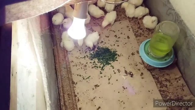 #влог//Натуральный Антибиотик для Цыплят//Цыплята от 0 до 10 дней//Чем Поить?//Лучшая Несушка! смотреть онлайн